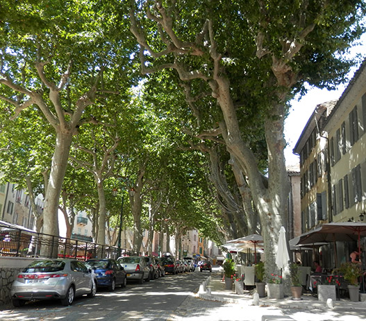 Cotignac and its gorgeous plane trees Cotignac and its gorgeous plane trees